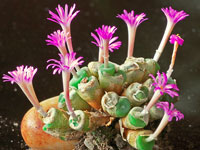 Conophytum obscurum ssp. barbatum